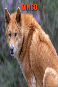 Dingo