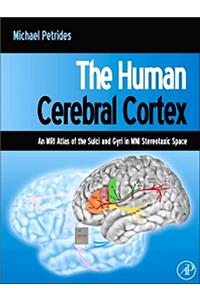 The Human Cerebral Cortex