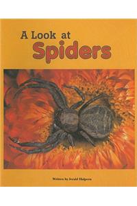 A Look at Spiders