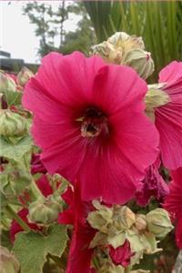My Hollyhock Notebook