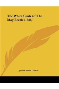 The White Grub Of The May Beetle (1888)