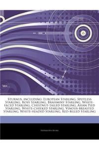 Articles on Sturnus, Including: European Starling, Spotless Starling, Rosy Starling, Brahminy Starling, White-Faced Starling, Chestnut-Tailed Starling
