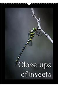 Close-Ups of Insects 2018
