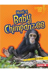 Meet a Baby Chimpanzee