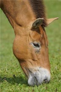 Przewalski's Horse Journal