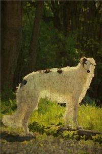 Borzoi - Russian Wolfhound