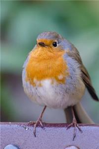 Plump Robin Redbreast Bird Journal