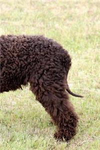 Irish Water Spaniel