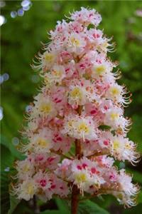 An Exquisite Pink Chestnut Blossom Up Close Tree in Bloom Journal