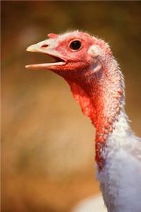 Farm Journal White Turkey Female Face Close Up