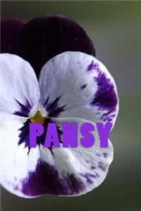 Pansy