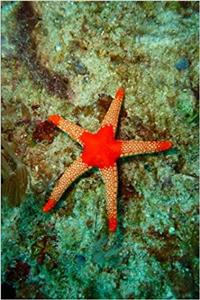 A Starfish Underwater Tropical Marine Life Journal