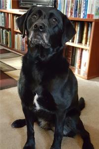 2020 Weekly Planner Black Lab Dog Labrador Retriever Sits Perfectly 134 Pages