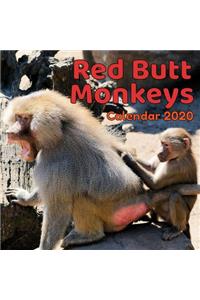 Red Butt Monkeys Calendar 2020
