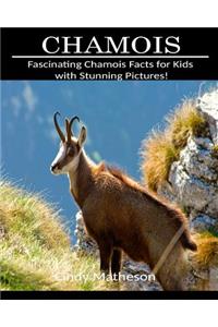 Chamois: Fascinating Chamois Facts for Kids with Stunning Pictures!