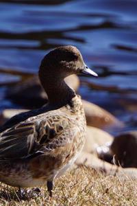 Gadwall Duck Journal (Anas Strepera)