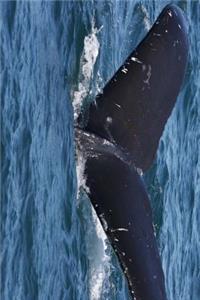 Massive Fluke of a Humpback Whale Journal