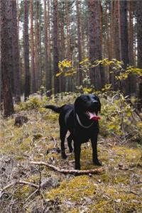 Happy Black Lab in the Forest