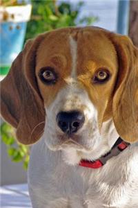 Beagle Stare Down Journal