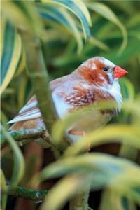 Exotic Birds December Notebook & Journal. Productivity Work Planner & Idea Notepad