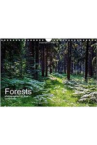 Forests Photographed on Four Continents 2017