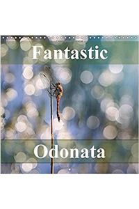 Fantastic Odonata 2017