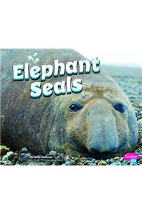 Elephant Seals