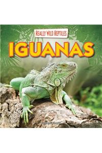 Iguanas