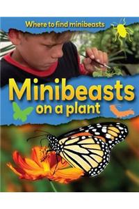 Minibeasts on a Plant