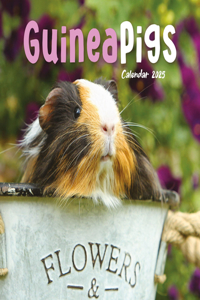 2025 Guinea Pigs Mini
