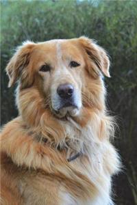 Golden Retriever Dog Portrait Journal