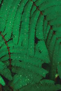 Green Leaves Painted Notebook