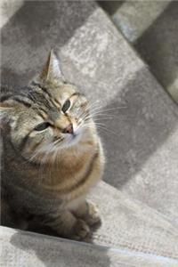 A Curious Little Tabby Cat on the Steps Pet Journal