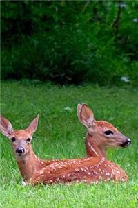 Two Sweet Fawns in the Meadow Baby Animals Journal