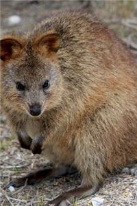 Cute Little Quokka Standing Around