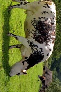 Normande Cow in France Journal