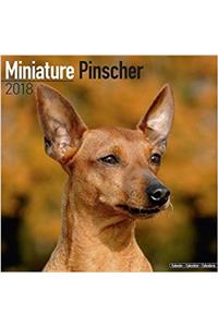 Miniature Pinscher Calendar 2018