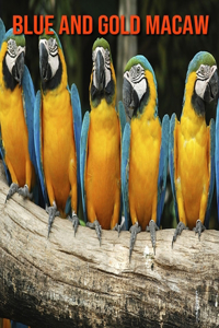 Blue and Gold Macaw