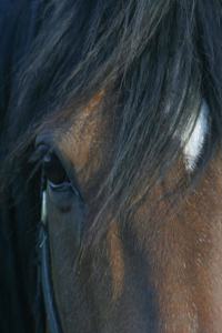 Horse Photo School Composition Book Equine Bay Closeup