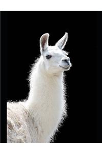 Beautiful Majestic Llama Notebook