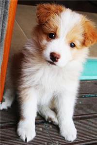 Puppy