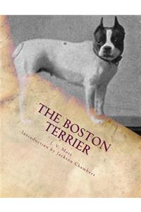 The Boston Terrier