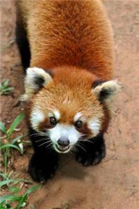 Red Panda Checking You Out Journal