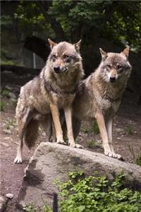 Two European Wolves Animal Journal