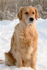 Golden Retriever in the Snow Dog Journal