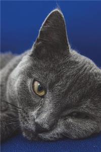 Blue British Shorthair Cat Prepares to Attack Journal
