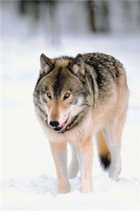 Journal Wolf Walks In Snow