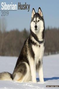 Siberian Husky Calendar 2019