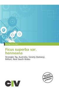 Ficus Superba Var. Henneana
