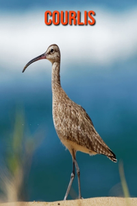 Courlis